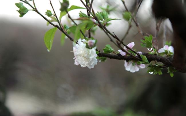 Imagem da flor branca de damasco no feriado de Tet 68