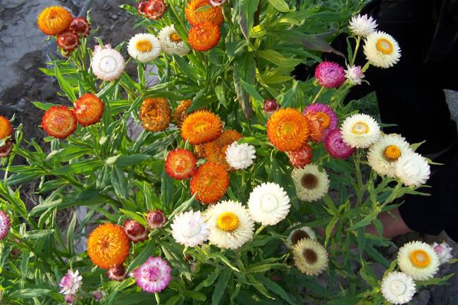 خلاصه ای از زیباترین گلهای جاویدان