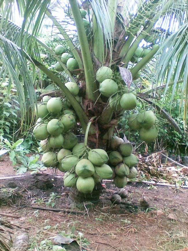 Synthèse du plus beau cocotier