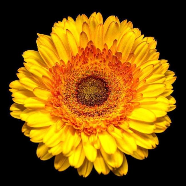 ترکیب تصاویر از زیباترین گلهای مایل به زرد