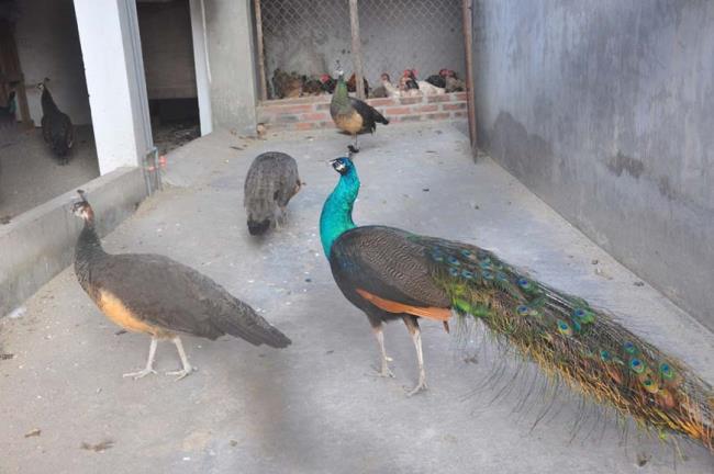 خلاصه ای از زیباترین تصویر طاووس