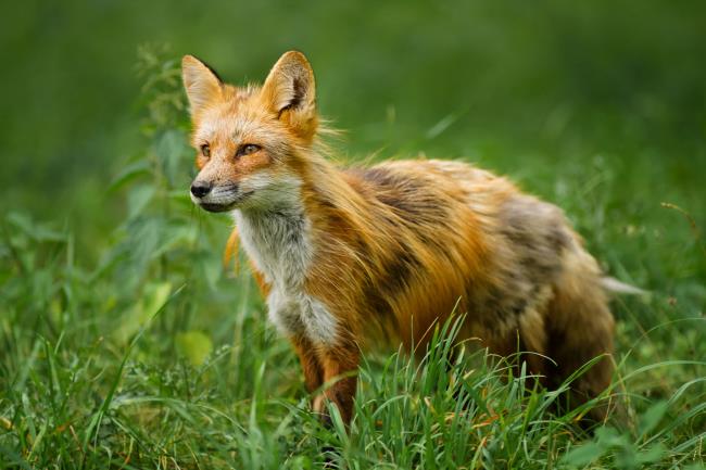 Коллекция самого красивого изображения лисы