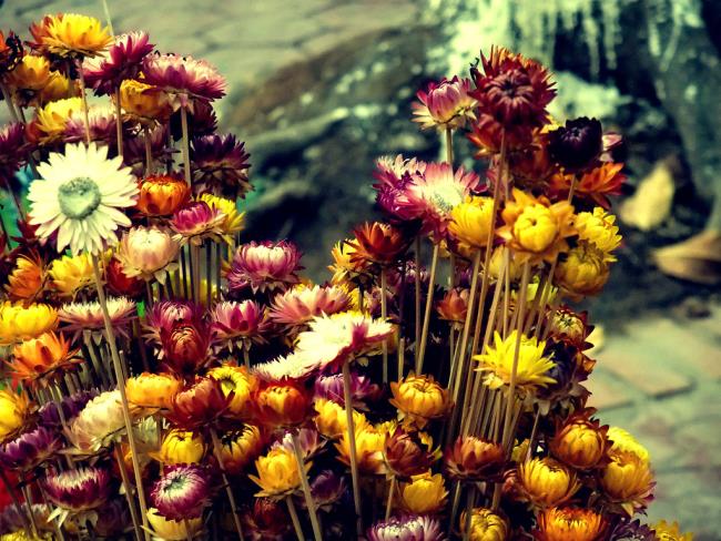 Zusammenfassung der schönsten unsterblichen Blumen