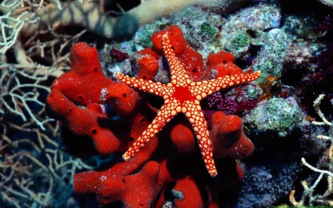 Top belles et mignonnes images d'étoiles de mer