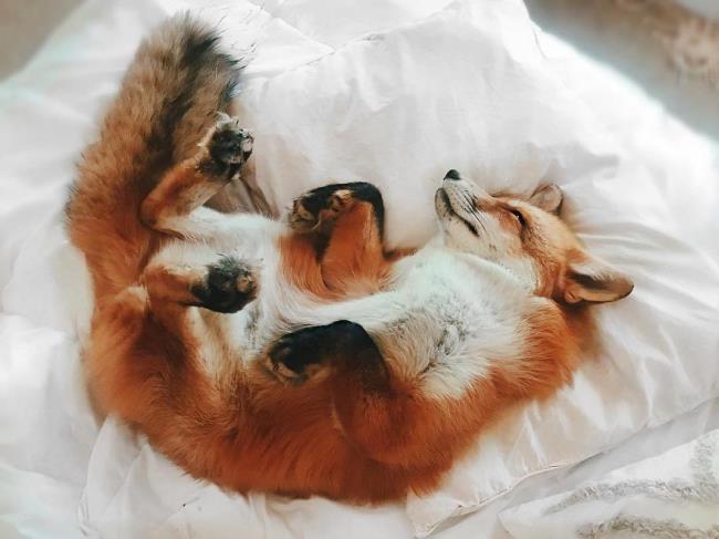 Коллекция самого красивого изображения лисы