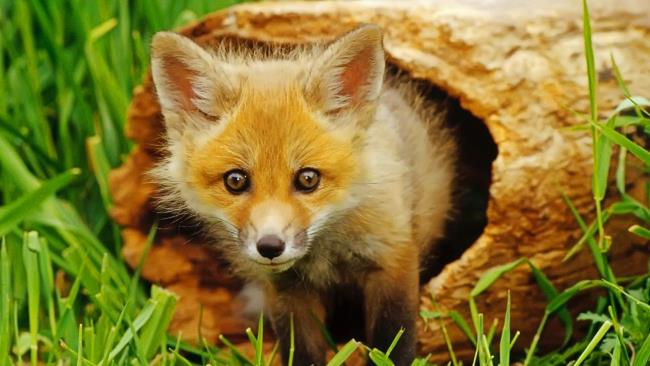 Collection of the most beautiful fox image