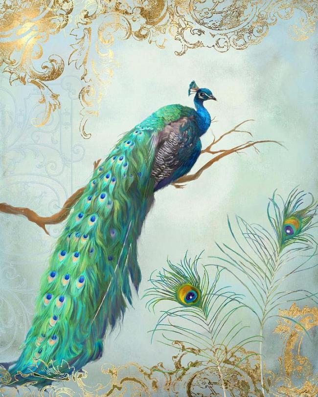 خلاصه ای از زیباترین تصویر طاووس