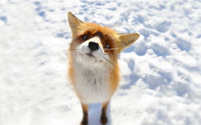 Collection of the most beautiful fox image