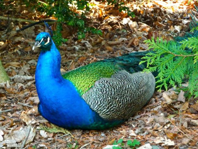 Ringkasan gambar Peacock paling indah