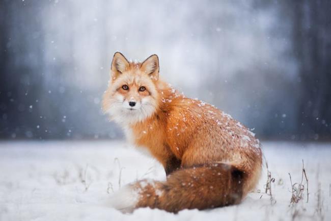 Collection de la plus belle image de renard