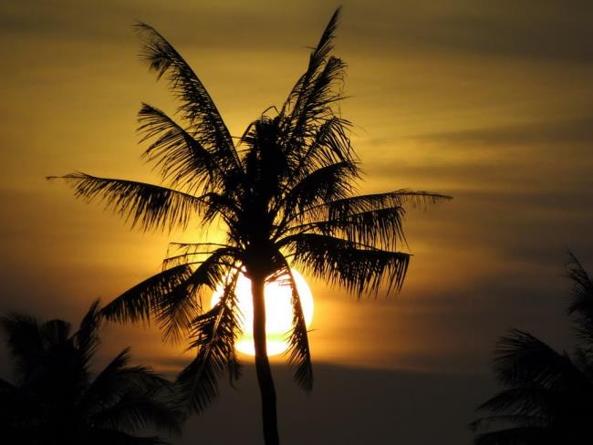Синтез самой красивой кокосовой пальмы