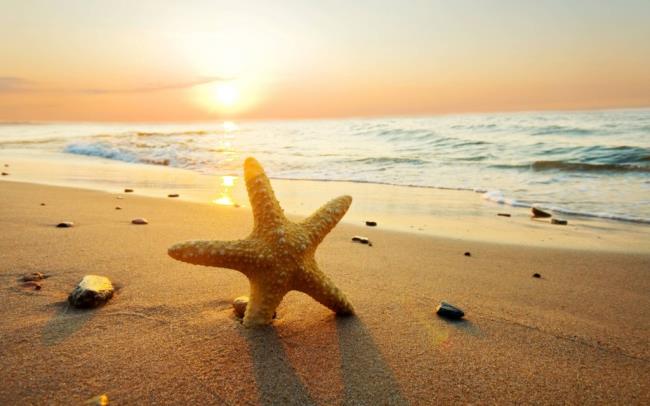 En güzel ve sevimli deniz yıldızı resimleri