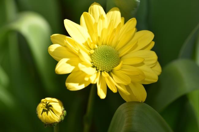 Kombinieren Sie Bilder der schönsten gelben Gänseblümchen