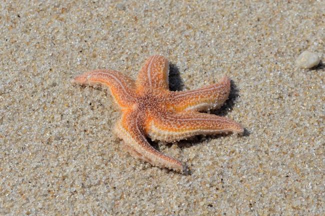 Top beautiful and cute starfish images