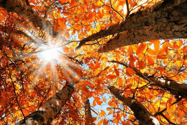 Sammlung der schönsten Herbstbilder