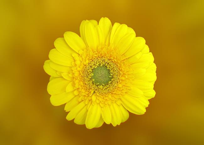 Combining images of the most beautiful yellow daisies