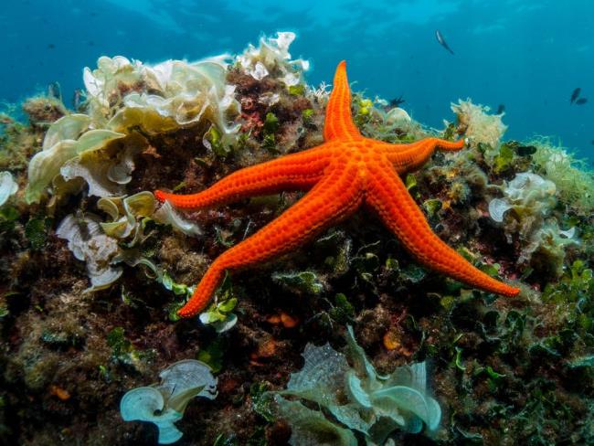 En güzel ve sevimli deniz yıldızı resimleri