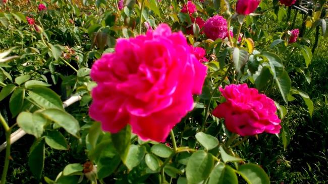 Schöne rosa vi vi Blumenbilder