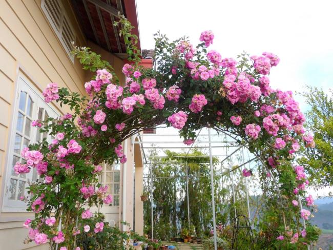 Belles photos de fleurs roses vi vi