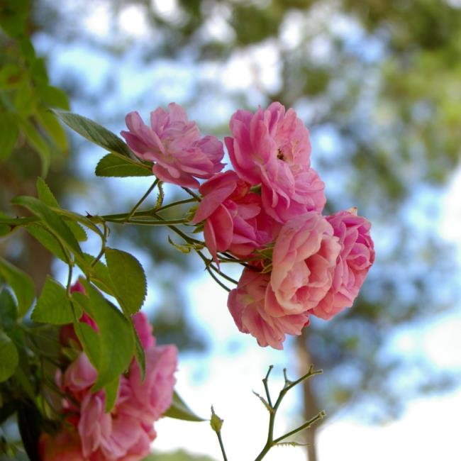 सुंदर गुलाबी vi vi फूल चित्र