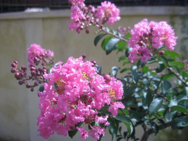 美しいピンクのvi vi花の写真