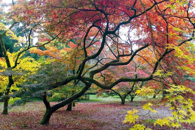 सबसे सुंदर शरद ऋतु छवियों का संग्रह