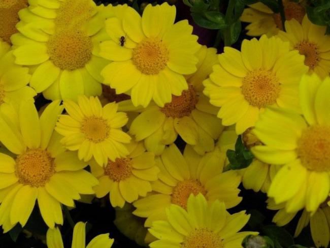Combining images of the most beautiful yellow daisies