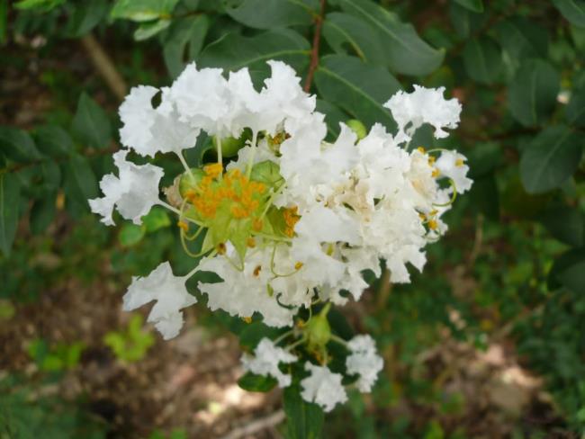 Frumoasă imagine albă de perete de flori micro