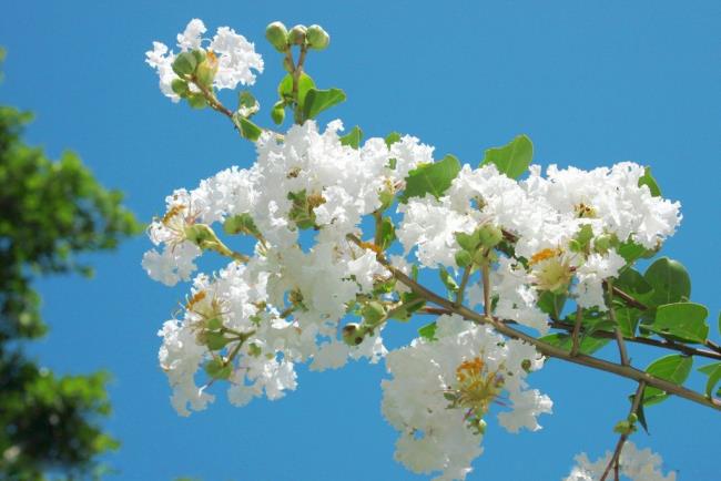सुंदर सफेद सूक्ष्म फूल दीवार छवि