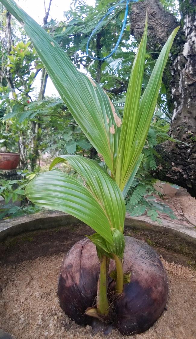 Synthesis of the most beautiful coconut tree