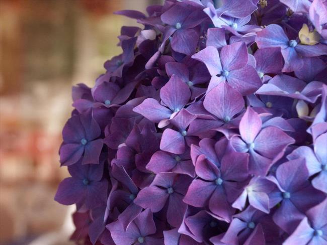 Resumo das mais belas flores de hortênsias de mão