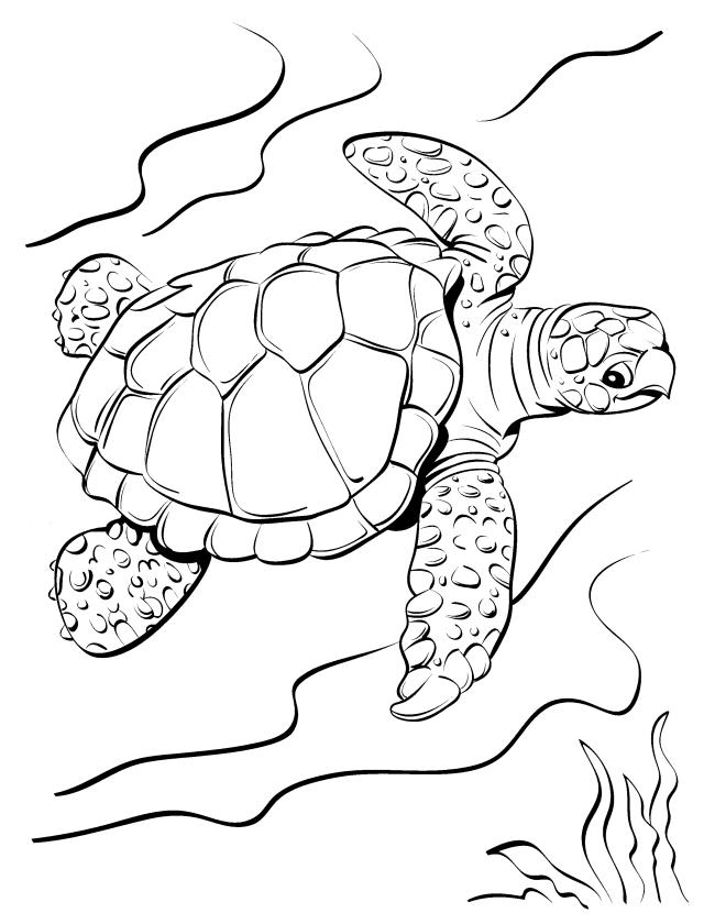 Collection des plus belles images à colorier pour les bébés tortues