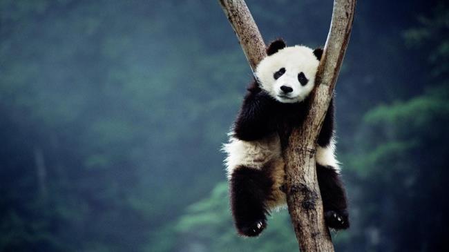 Coleção de belas imagens de Panda