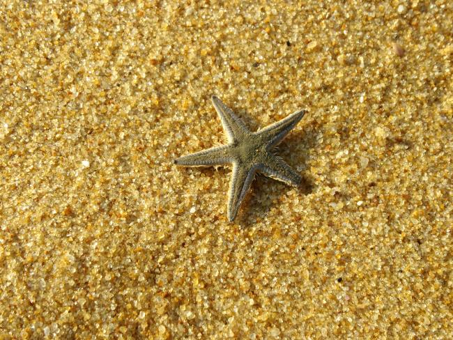 Top beautiful and cute starfish images