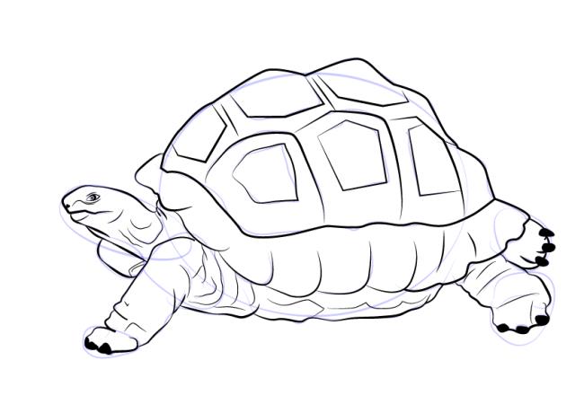 Koleksi gambar mewarnai paling indah untuk kura-kura bayi