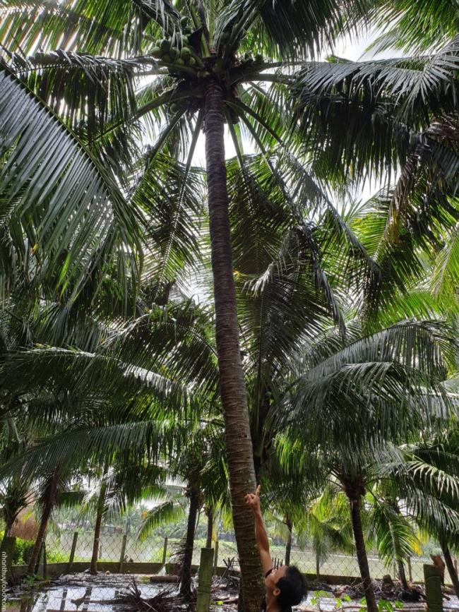 Synthesis of the most beautiful coconut tree