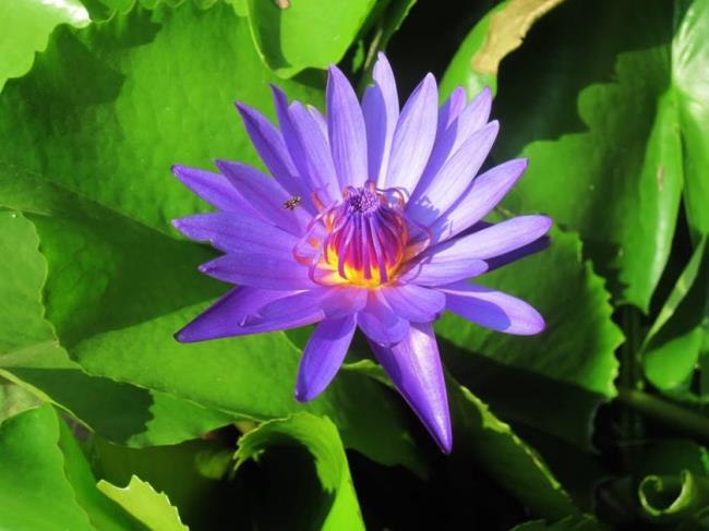 Gambar bunga lili ungu yang indah