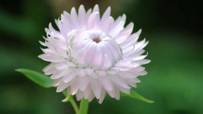 Zusammenfassung der schönsten unsterblichen Blumen