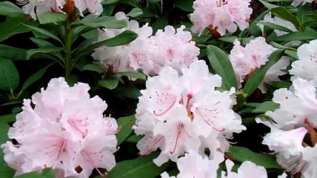 Photos of beautiful white rhododendron flowers 