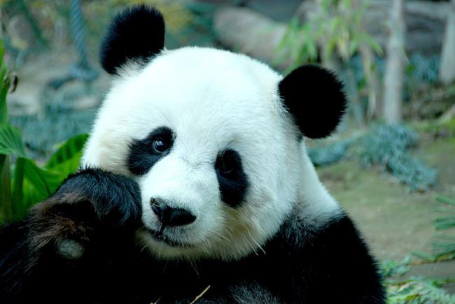 مجموعة من صور الباندا الجميلة