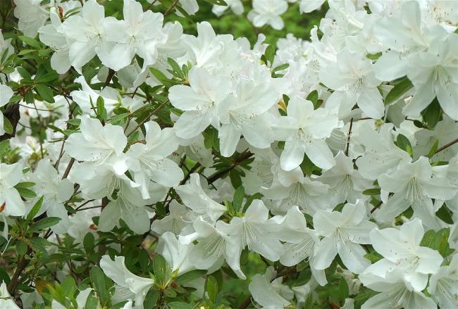 美しい白いツツジの花の写真 