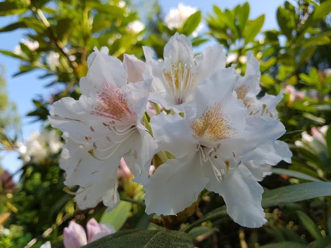 Foto-foto bunga rhododendron putih yang indah 