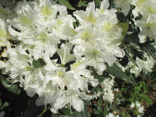 Fotos von schönen weißen Rhododendronblumen 