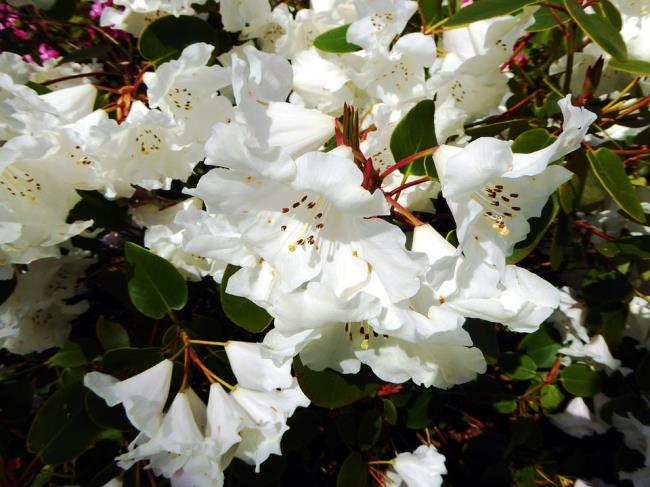 Fotos von schönen weißen Rhododendronblumen 