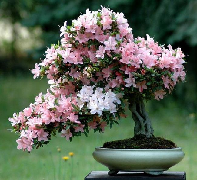 Photos de belles fleurs de rhododendrons blancs 