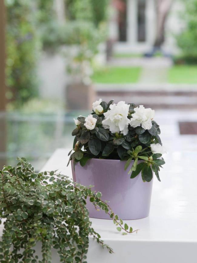 Photos de belles fleurs de rhododendrons blancs 