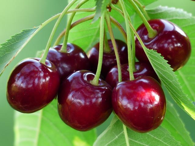 Koleksi gambar Cherry yang paling indah