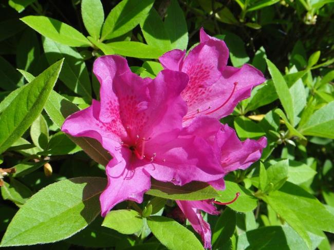 Foto rhododendron ungu yang indah