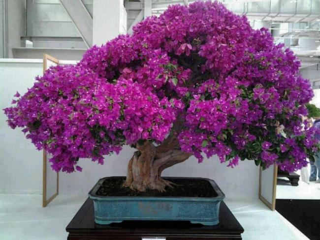 Fotografii frumoase rododendron violet