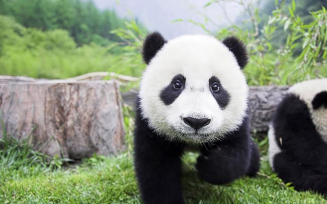 Koleksi gambar Panda yang indah